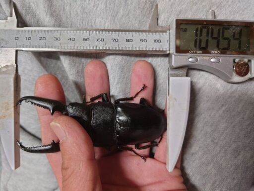 insectbace 104ミリパラワンオオヒラタ新成虫