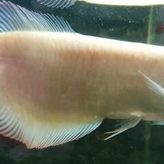 🐟大型熱帯魚🐠