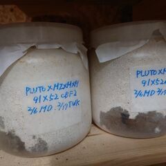 insectbace ハーキュリーM MT 血統 幼虫2頭