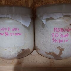 insectbace ハーキュリーM MT 血統 幼虫2頭