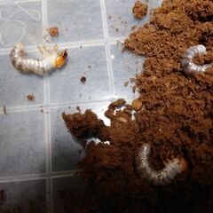 insectbace ハーキュリーM MT 血統 幼虫2頭