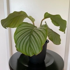 観葉植物　カラテアオルビフォリア