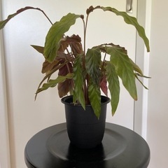 観葉植物　カラテアルフィバルバ