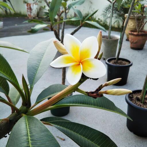 ボトムを作り続け40年 プルメリア苗木 花芽付き | maximise.mu