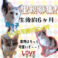 1歳未満　お留守番も大丈夫です！仲良し兄妹【4月30日(日曜日)...