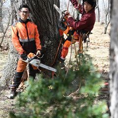 【特殊伐採】大木や高木の剪定・芯止め・伐採を１本からお受けします！ − 北海道