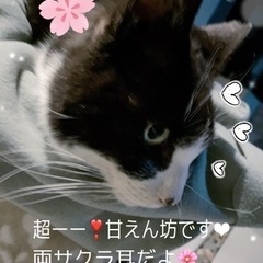 助けて下さい（ ; ; ）こんなに甘えん坊の猫ちゃんは希少です❣️