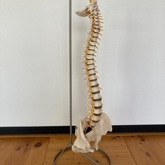 取引終了【骨格模型（脊柱・骨盤）／スタンド付き】