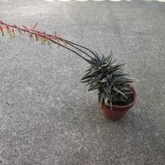 アロエの鉢植え　【観葉植物】？