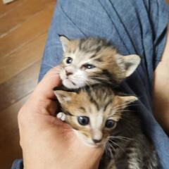 子猫２匹 生後2週間程度のオスメス