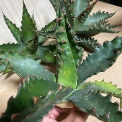 アガベ　ジェントリージョーズ