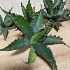 アガベ　ジェントリージョーズ