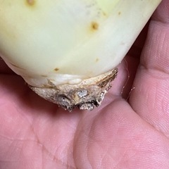 アガベ　ジェントリージョーズ