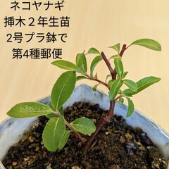 【ネット決済・配送可】ネコヤナギ苗木2年生PACK苗 猫柳