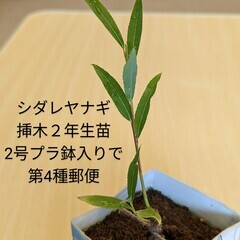 【ネット決済・配送可】シダレヤナギ苗木 挿木2年生PACK苗 枝垂れ柳