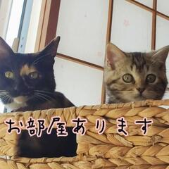 浦和の猫シェアハウスの画像