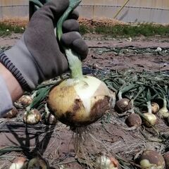 白子玉ねぎの収穫作業　ボランティア