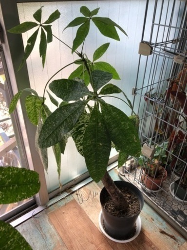 パキラ　斑入り　観葉植物