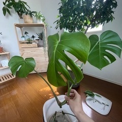 観葉植物 モンステラ 発根済み