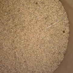 令和6年用 無農薬栽培 ミヤタマモチ種籾 1キロ モチ米の種籾 