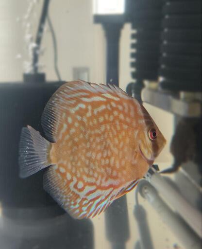 ディスカス4匹格安で譲ります