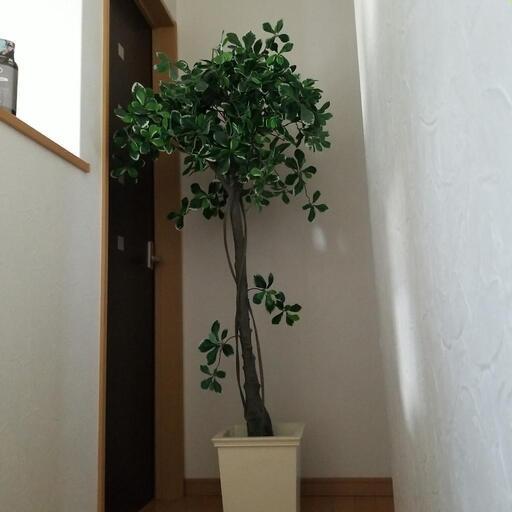 フェイク　インテリア植物