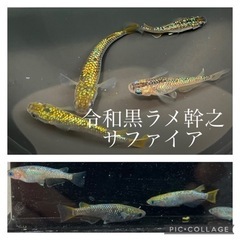 【nego_mdk】今年の親魚見にきませんか⁇