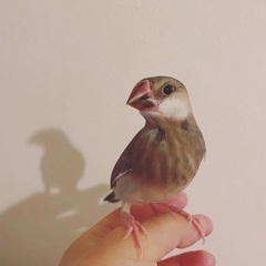 桜文鳥　幼鳥