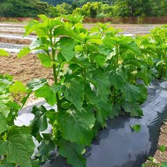 農作業　バイト　週1回　７月末まで