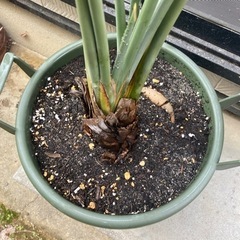 観葉植物　オーガスタ　ストレチア　ノンリーフ　ガーデニング