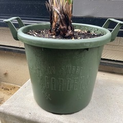 観葉植物　オーガスタ　ストレチア　ノンリーフ　ガーデニング