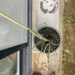 観葉植物　オーガスタ　ストレチア　ノンリーフ　ガーデニング