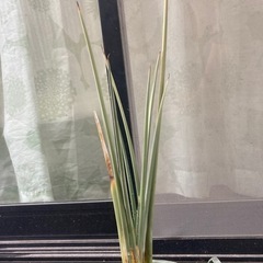 観葉植物　オーガスタ　ストレチア　ノンリーフ　ガーデニング