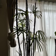 観葉植物 (シュロチク　9号　約190cm)