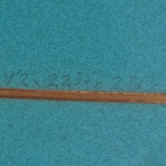 LONGBOARD DICK BREWER（中古）