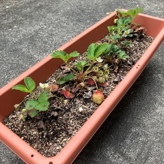 鉢と苺の苗