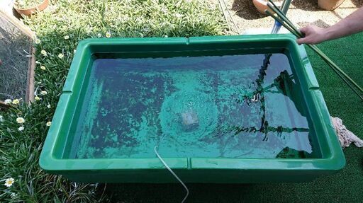 値下げしました。金魚、らんちゅう、メダカ飼育水槽