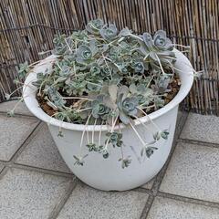 決まりました☆多肉植物　子持ち蓮華丼