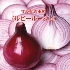 売り切れ❌SAKU様①サラダ赤玉葱【ルビールージュ】1袋1.2キ...