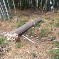 エノキ 伐採木 薪にどうぞ