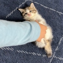 子猫1ヶ月メス美人さんです♡ゲージも差し上げます