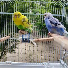 セキセイインコ　2匹_募集終了