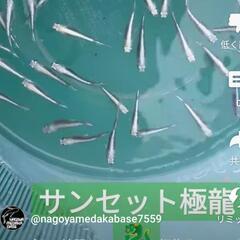 サンセット極龍メダカ店頭販売致します‼️名古屋改良めだか直売所！