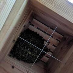 日本蜜蜂の群れ　新女王蜂