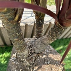 コルジリネレッドスター　3本頭