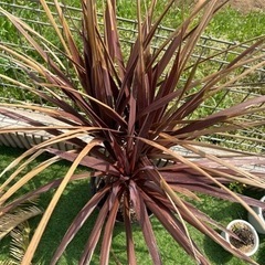 コルジリネレッドスター　3本頭