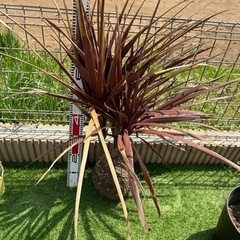 コルジリネレッドスター　3本頭