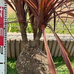 コルジリネレッドスター　3本頭