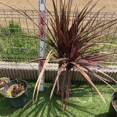 コルジリネレッドスター　3本頭