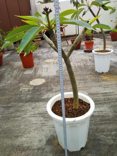 ボトムを作り続け40年 プルメリア苗木 花芽付き | maximise.mu